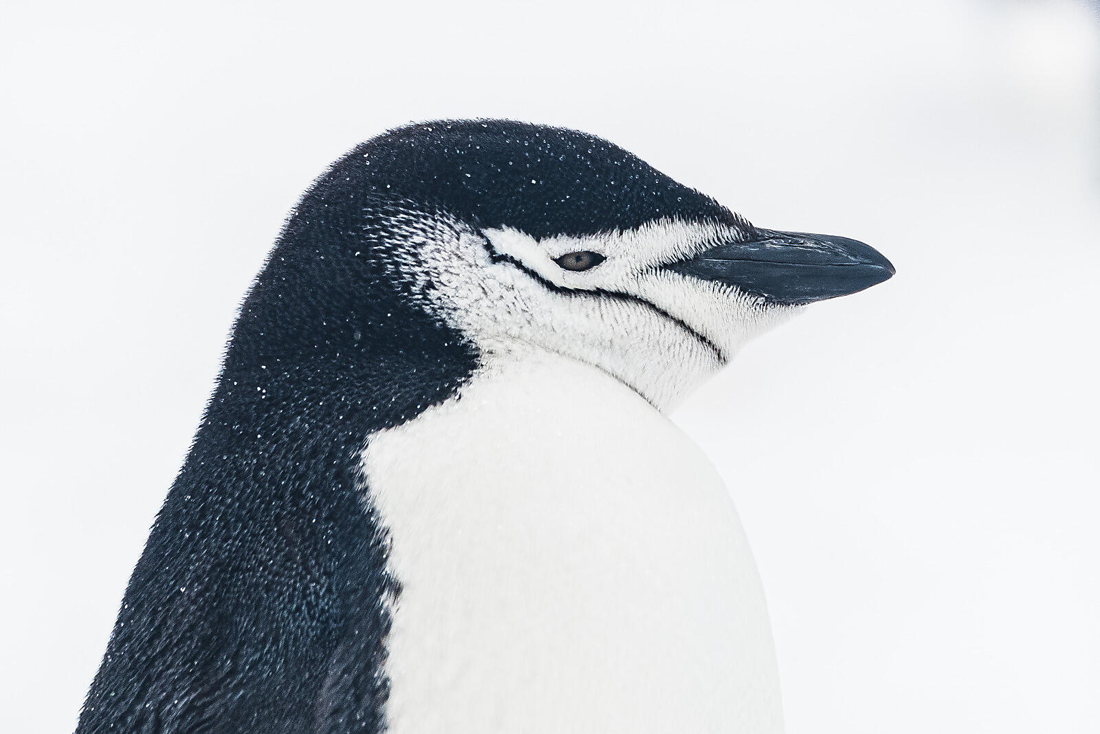 Balleny island - Chinstrap Penguin©StudioPONANT-VioletteVAUCHELLE-2.jpg