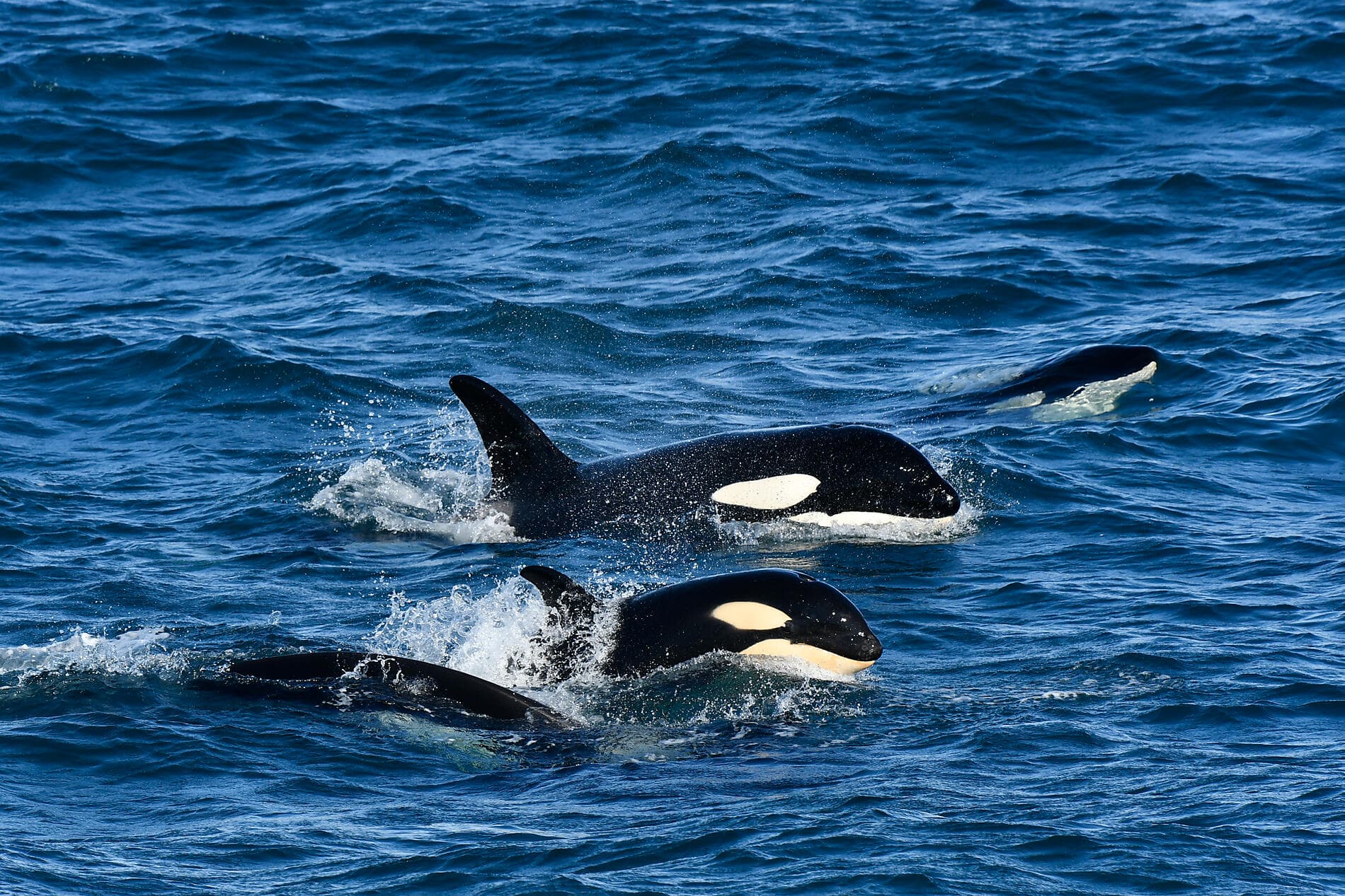 Icelandic nature and traditions Sylvain Adenot