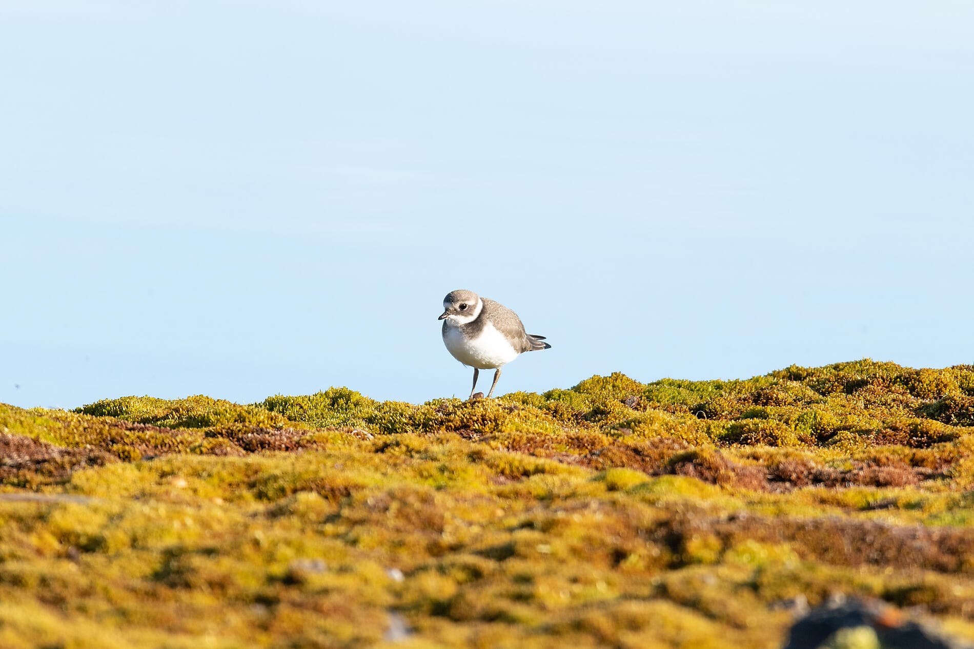 Total Solar Eclipse in The Far North