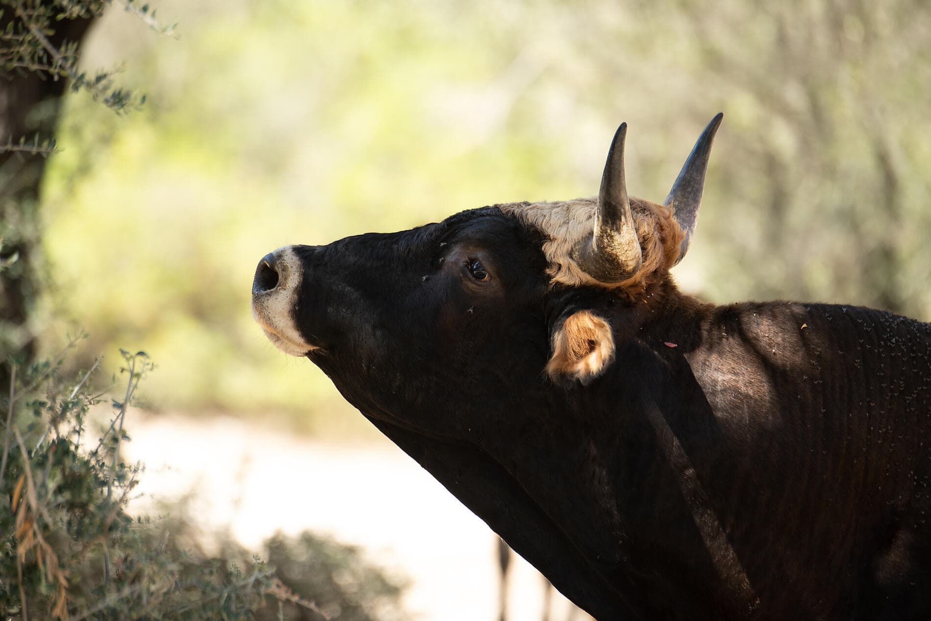 The great Corsican loop