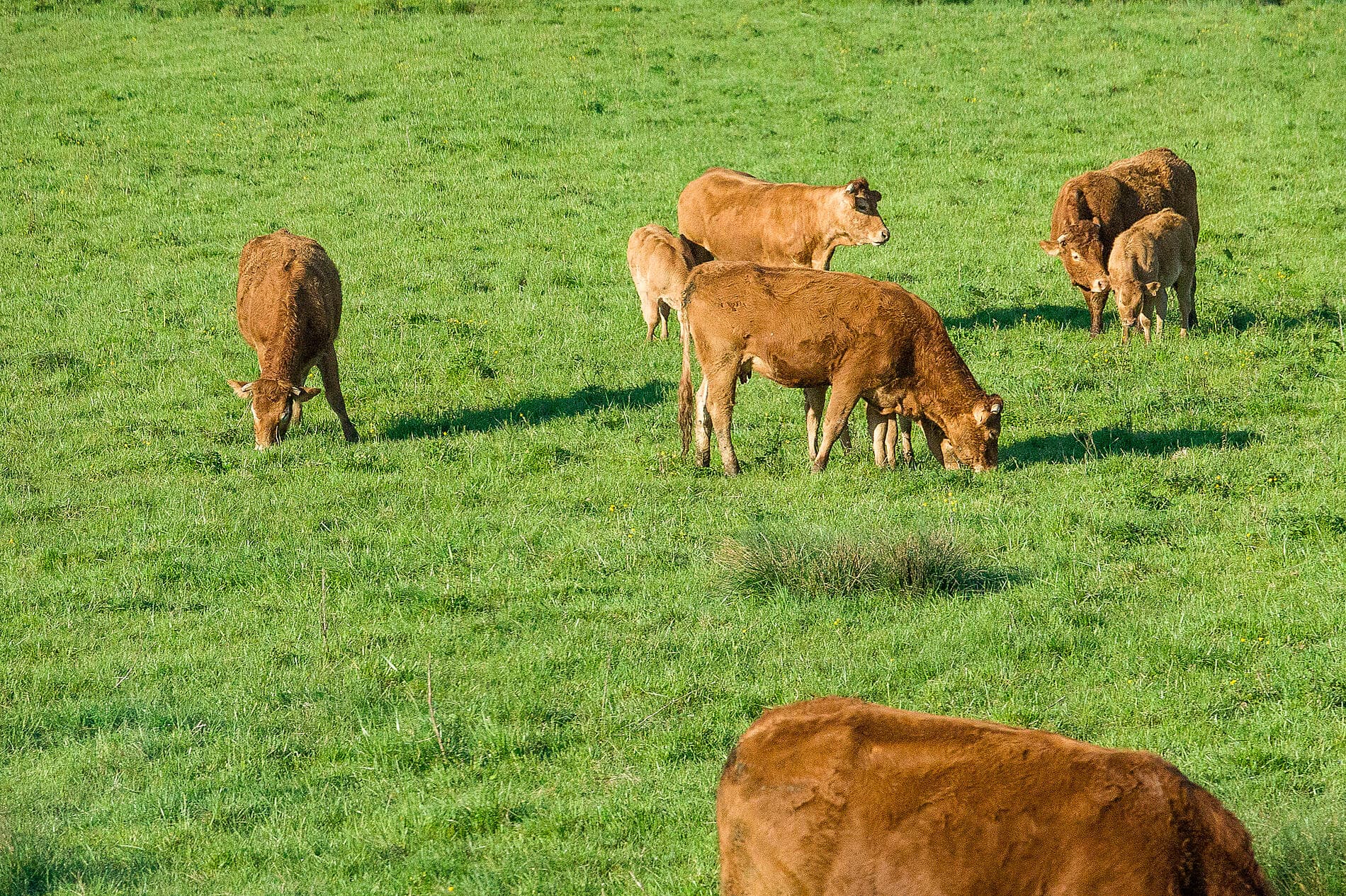 Gastronomy, Vineyards & Grands Crus 