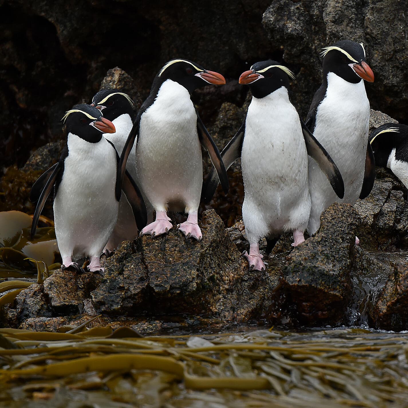 Expedition to New Zealand’s Subantarctic Islands