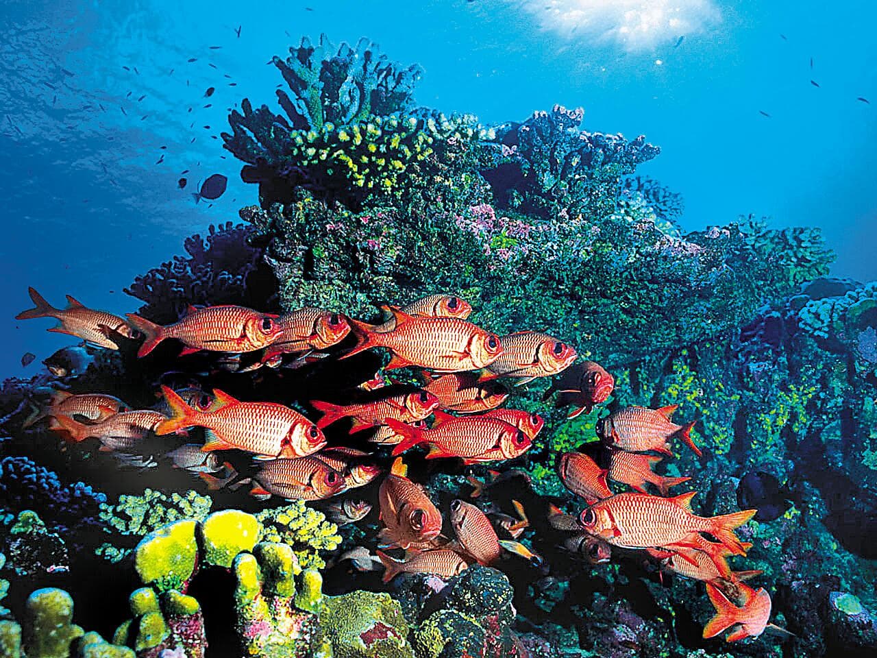 Society Islands & The Tuamotus 