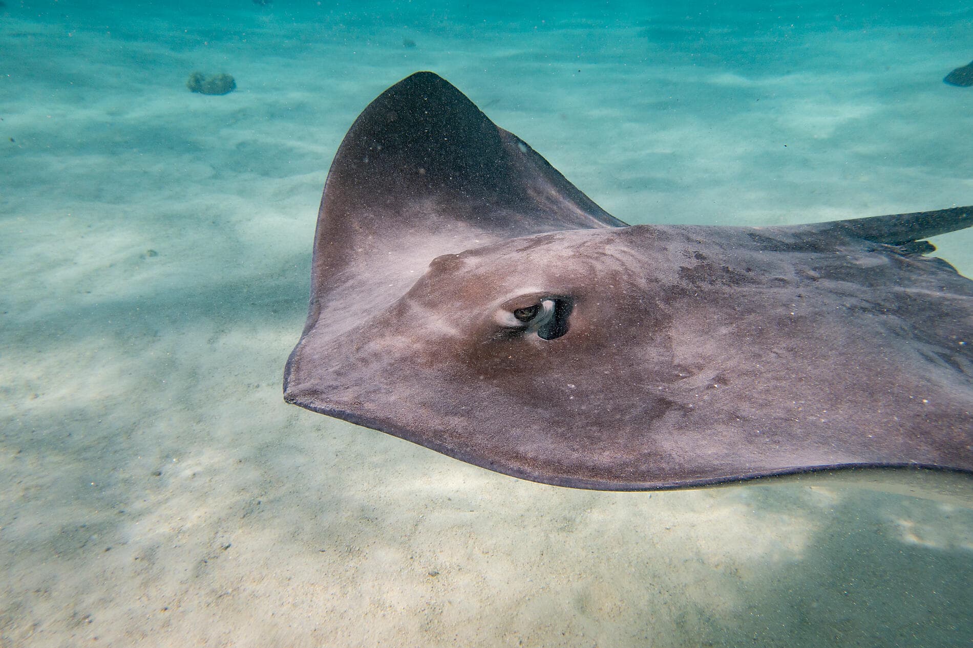Polynesian Bliss : Marquesas and Tuamotu 