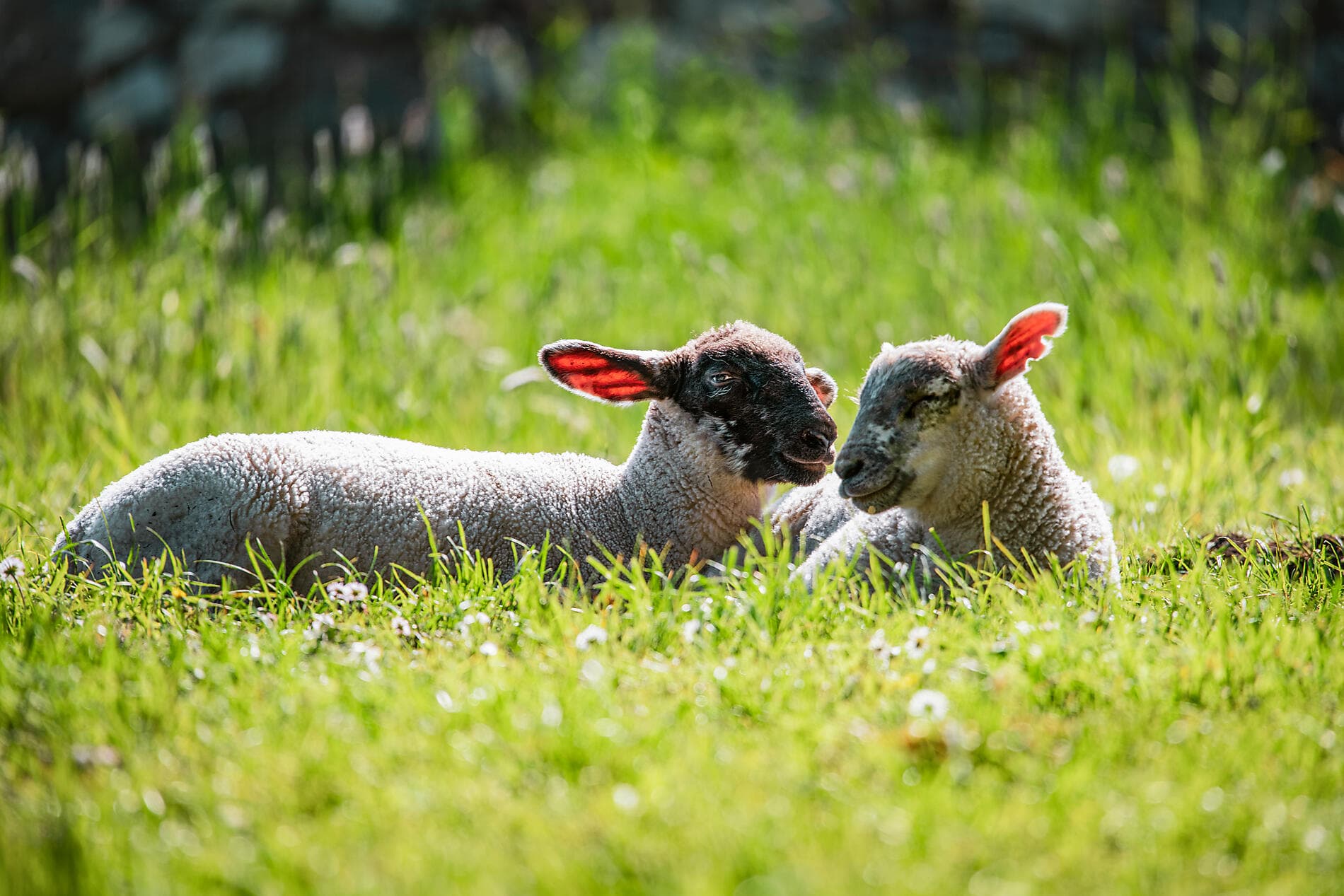 Around the Emerald Isle 