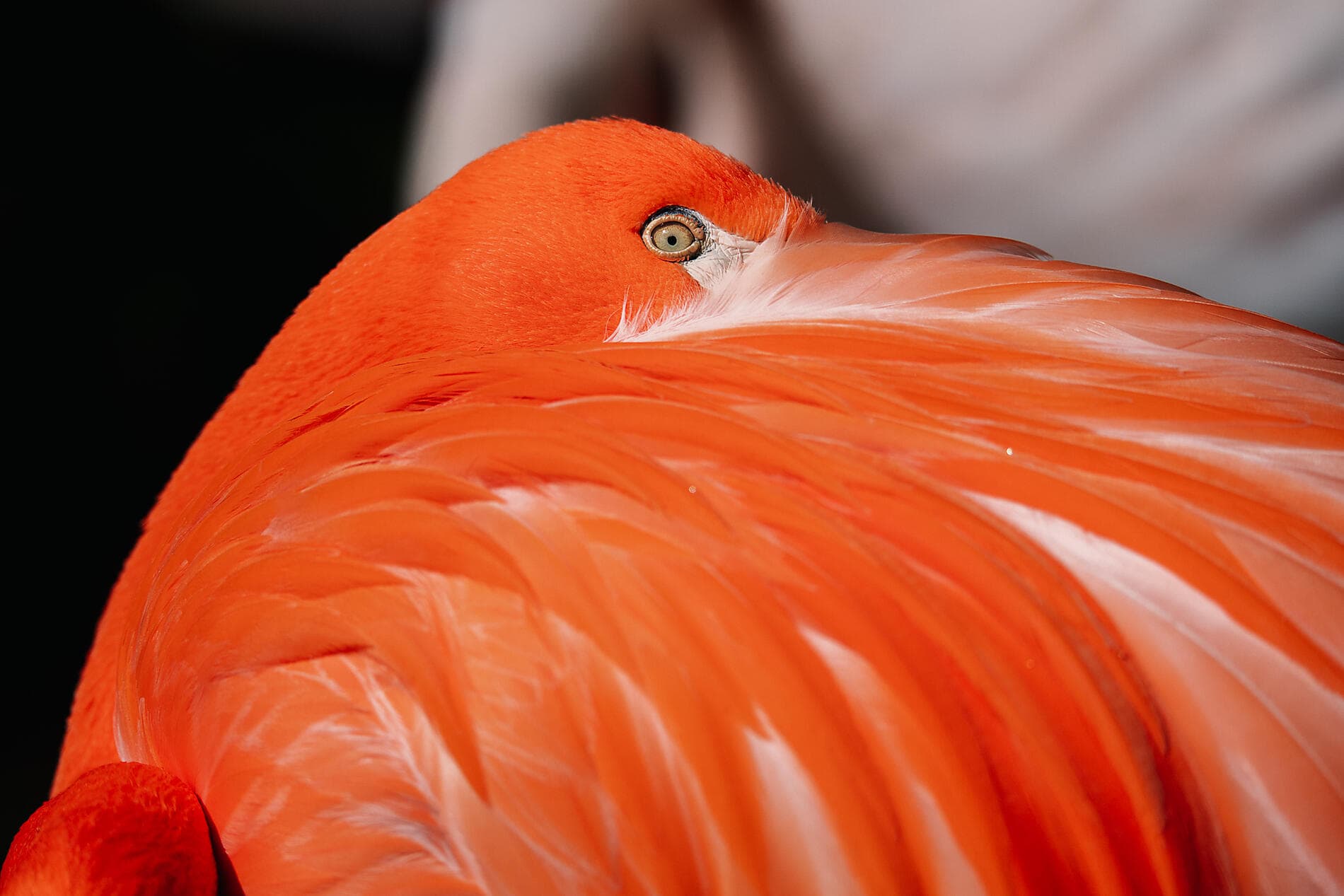 Madeira and the Azores  