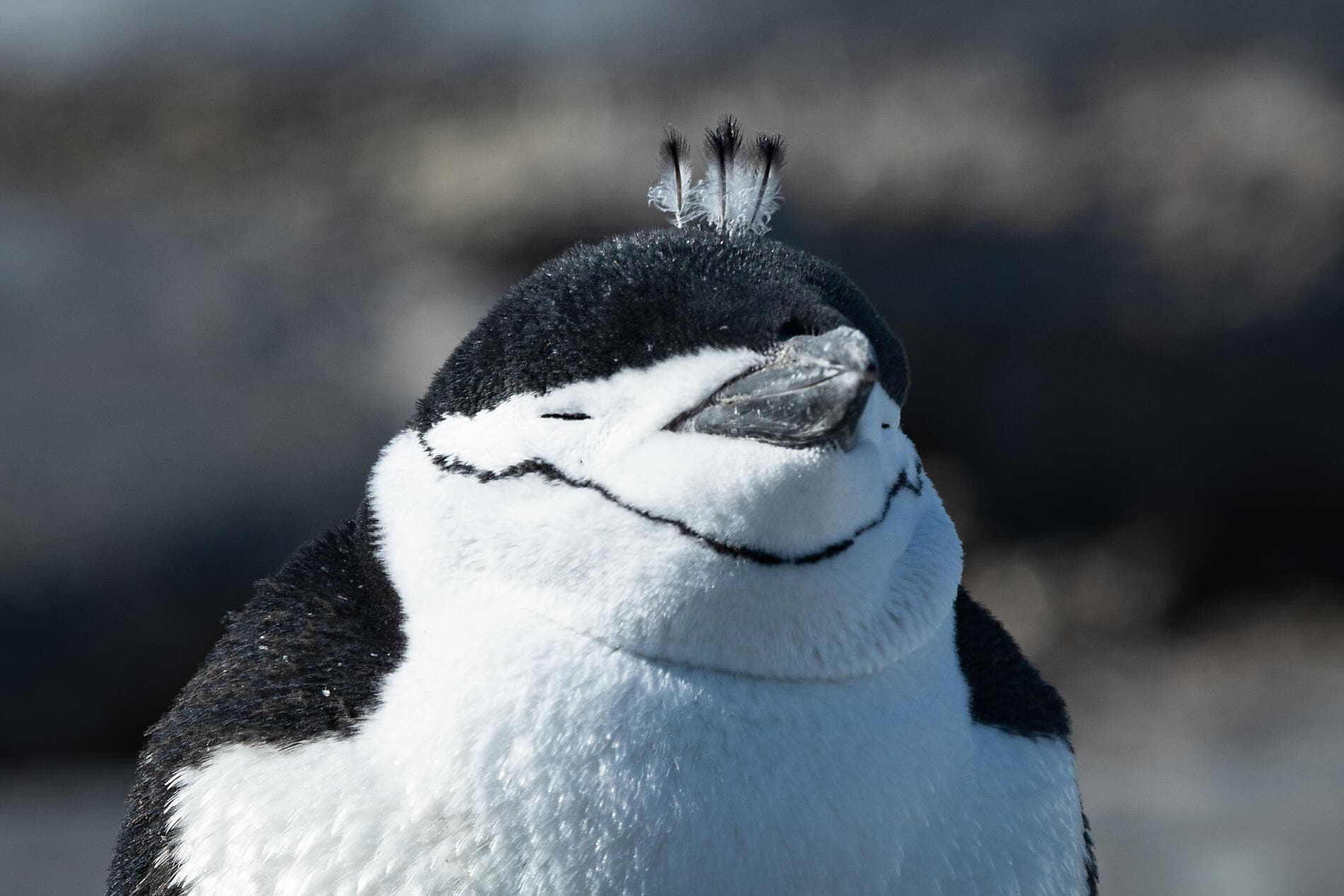 Emblematic Antarctica