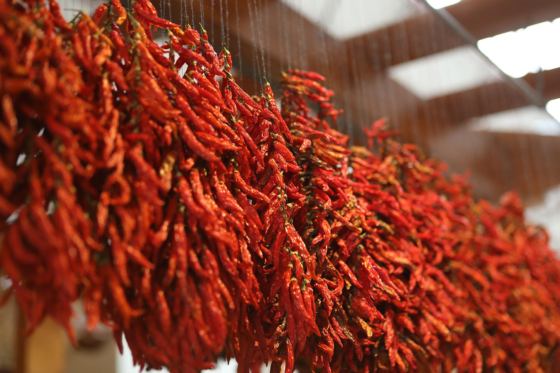 Atlantic Odyssey from the Iberian Peninsula to the Canary Islands 