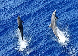 Polynesian Cooking Class