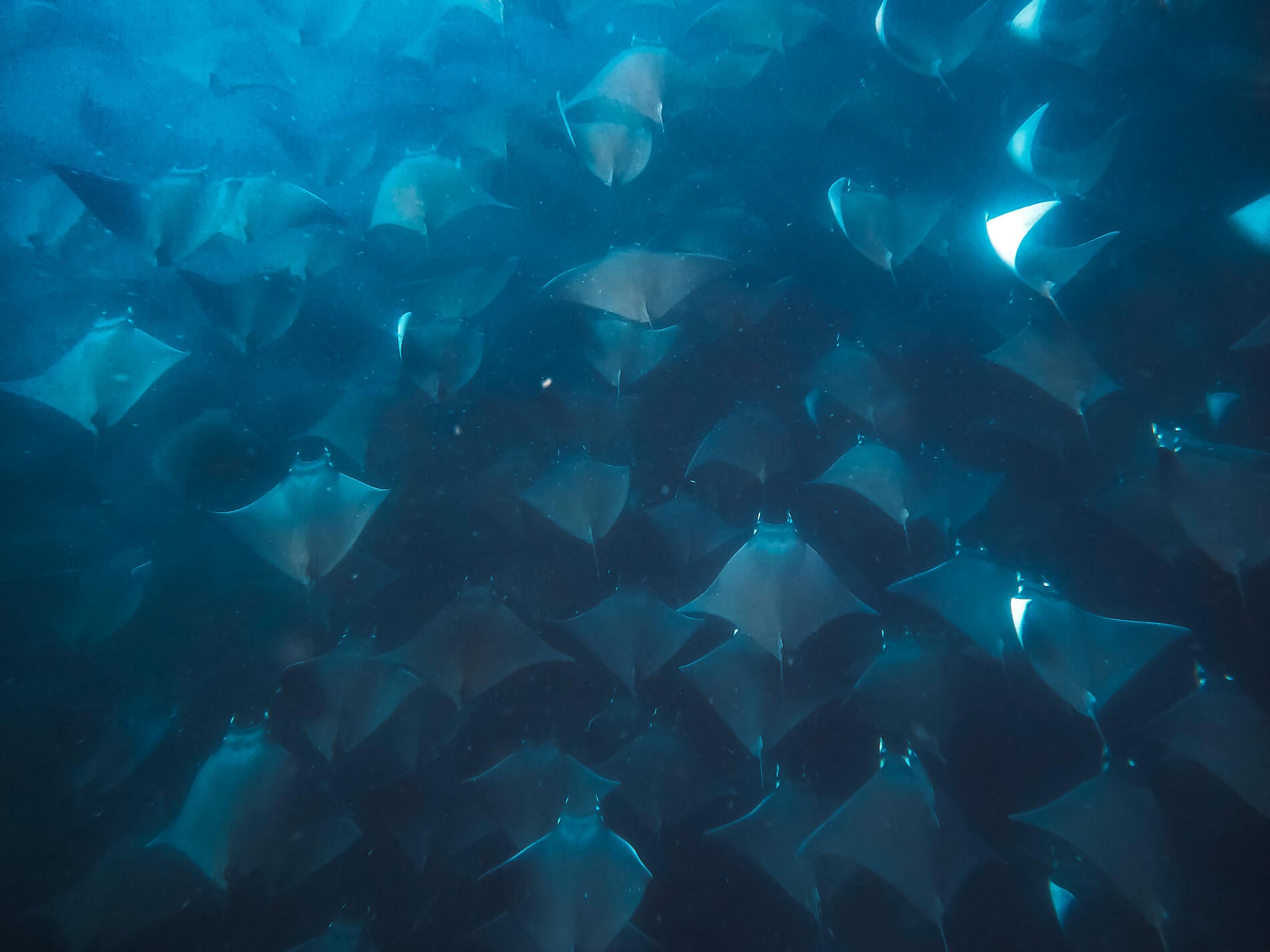G0053436_raies_mobula_cabo_pulmo_baja_california_©PONANT_Julien Fabro.jpg