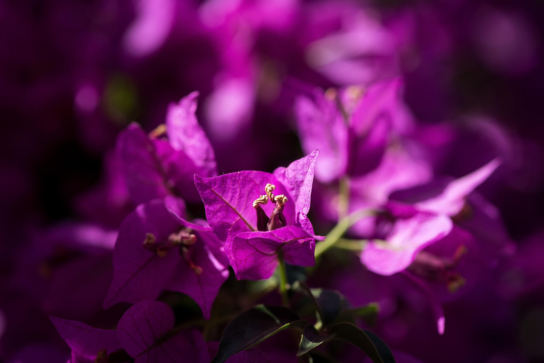 Croatia, Under Sail Aboard Le Ponant