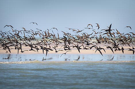 4 Aug 27 - Lacepede Islands