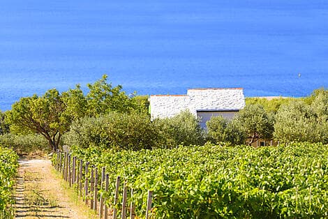 12 Aug 26 - Pucisca, Brac Island