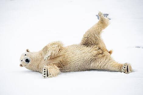 21 Jun 26 > 24 Jun 26 - Exploration of North-East Greenland