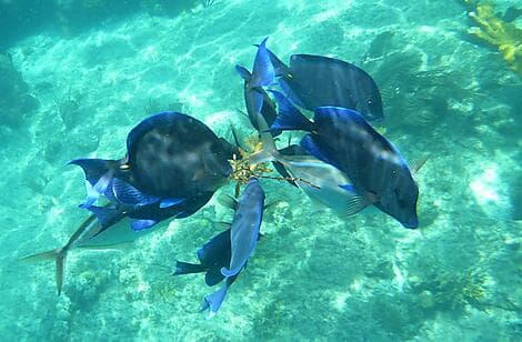 17 Feb 26 - Norman Island