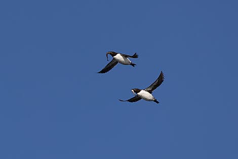 16 Jun 26 - Sailing in the Hinlopen Strait