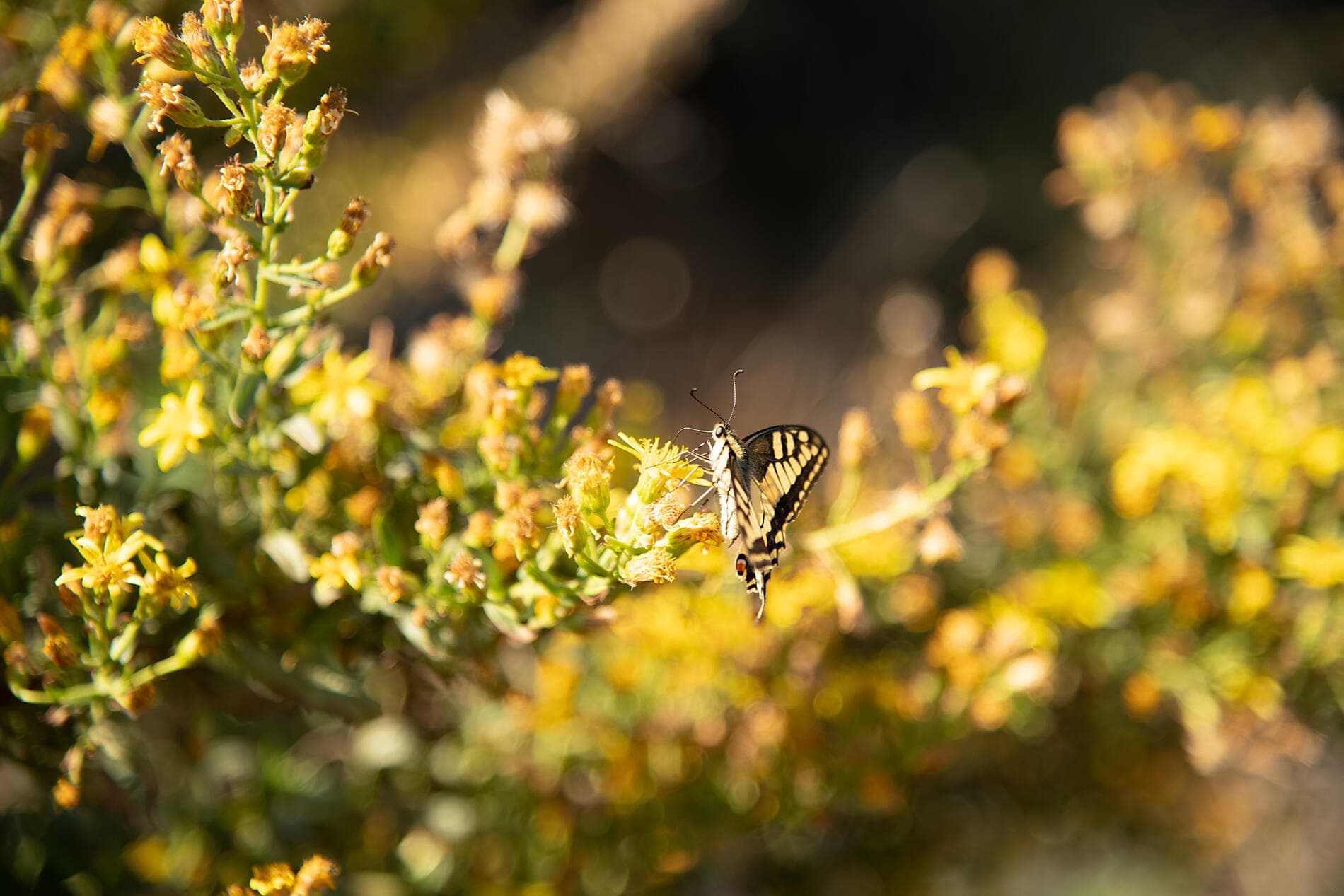 The great Corsican loop