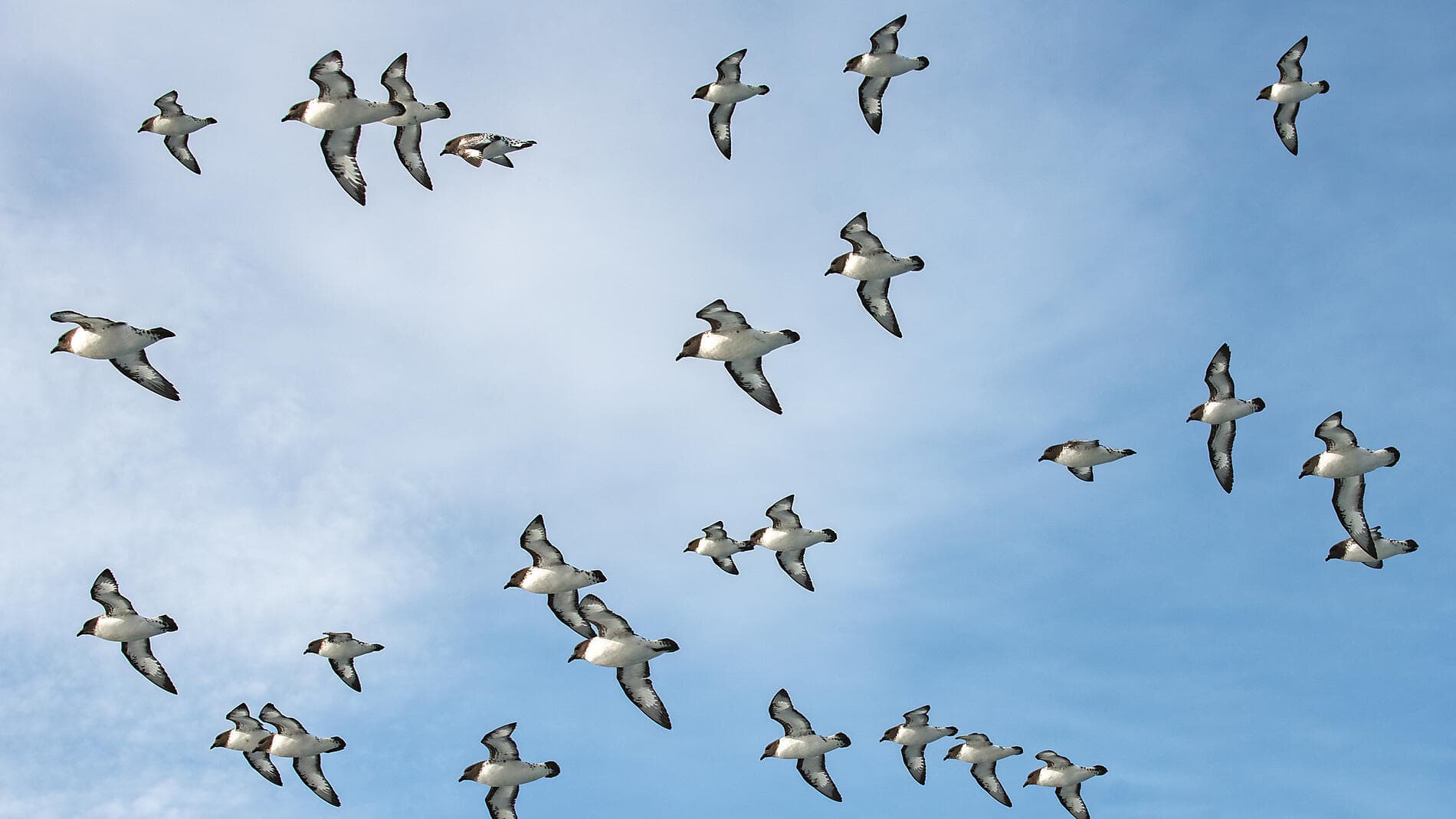 The Great Austral Loop